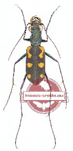 Callochroa elegantula