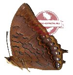 Charaxes latona ssp. latona (A-)