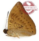 Euthalia merta pseudomerta (A2)