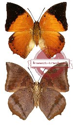 Charaxes bernardus ajax (A-)