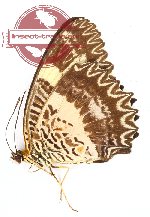 Cethosia tambora sumbana (A-)