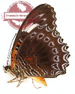 Cethosia cydippe claudilla (A-)