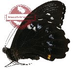 Papilio gambrisius ssp. gambrisius (A-)