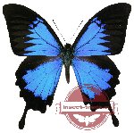 Papilio ulysses ssp. ulysses (10 pcs A-)