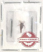 Membracinae sp. 15 (A2)