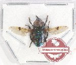 Diptera sp. 45A (A-)