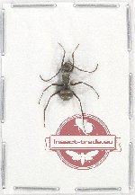 Formicidae sp. 78