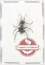 Formicidae sp. 78 (A2)