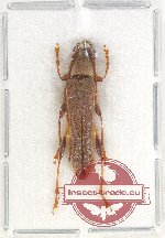 Thranius simplex