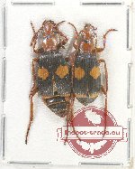 Pheropsophus arabicus (2 pcs A2)