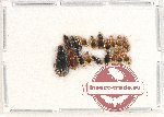 Scientific lot no. 521 Carabidae (18 pcs)