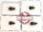 Scientific lot no. 525 Carabidae (4 pcs)