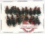 Scientific lot no. 522 Carabidae (17 pcs)