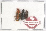 Scientific lot no. 520 Carabidae (3 pcs)