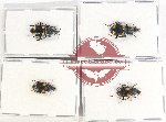 Scientific lot no. 524 Carabidae (4 pcs)