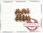 Scientific lot no. 518 Carabidae (10 pcs)