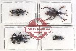 Scientific lot no. 648 Curculionidae (4 pcs)