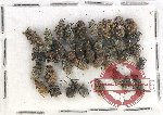 Scientific lot no. 495 Curculionidae (36 pcs)