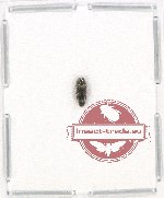 Endelus sp.