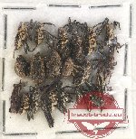 Scientific lot no. 557 Curculionidae (20 pcs)