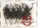 Scientific lot no. 511 Curculionidae (4 pcs)