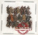 Scientific lot no. 542 Curculionidae (20 pcs)