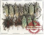 Scientific lot no. 537 Curculionidae (15 pcs A, A-, A2)