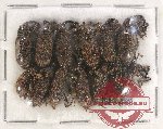 Scientific lot no. 513 Curculionidae (12 pcs)