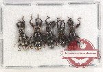 Scientific lot no. 553 Curculionidae (5 pcs)