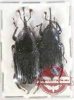 Scientific lot no. 506 Curculionidae (2 pcs A2)