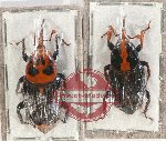 Scientific lot no. 530 Curculionidae (2 pcs)