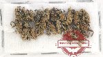 Scientific lot no. 578 Curculionidae (19 pcs)