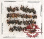 Scientific lot no. 630 Curculionidae (53 pcs)