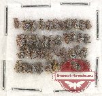 Scientific lot no. 607 Curculionidae (42 pcs)