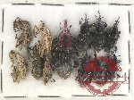 Scientific lot no. 591 Curculionidae (12 pcs)