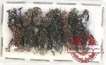 Scientific lot no. 571 Curculionidae (12 pcs)