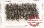 Scientific lot no. 493 Curculionidae (35 pcs)