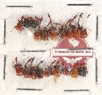 Scientific lot no. 76 Attelabidae (19 pcs)