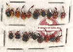 Scientific lot no. 75 Attelabidae (18 pcs)