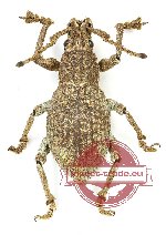 Curculionidae sp. 113 (5 pcs)