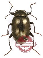 Tenebrionidae sp. 96