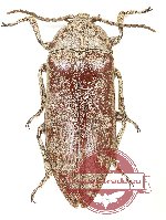 Eulichas sp. 4