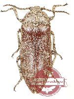 Eulichas sp. 4 (A2)
