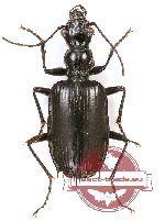 Carabidae sp. 49