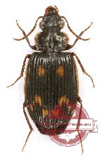 Coptodera sp. 2 (A-)