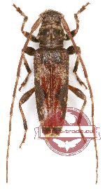 Cerambycidae sp. 84