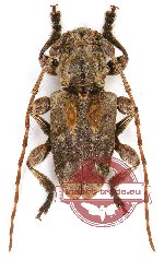 Cerambycidae sp. 73