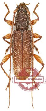 Ceresium sp. 7 (A2)