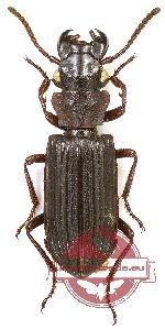 Pseudozaena sp. 8