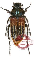 Glaphyrinae sp. 1